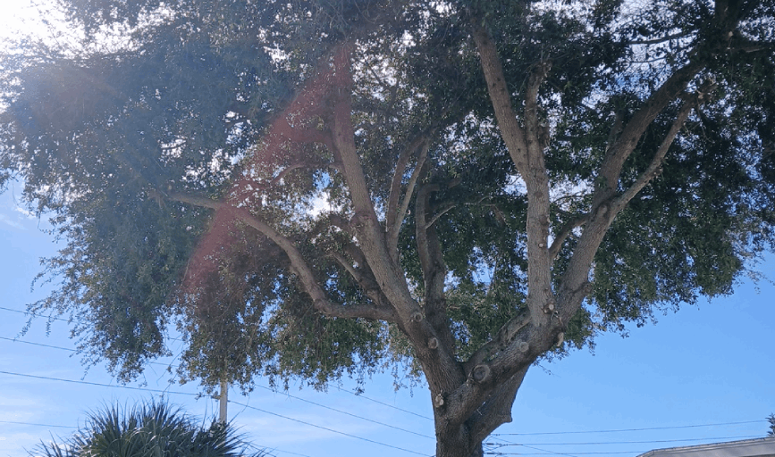 Tree Trimming